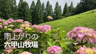 雨上がりの牧場【六甲山牧場】あじさいとひつじさん