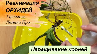 🔴РЕАНИМАЦИЯ ОРХИДЕЙ. Уценки из Лемана Про #orchid #уценкиорхидей #наращиваниекорней #орхидея