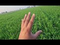 ਅੜੀਅਲ ਗੁੱਲੀ ਡੰਡੇ ਕਿਉਂ ਘੱਟ ਉੱਗਰਿਆ wheat phalaris minor earlier control