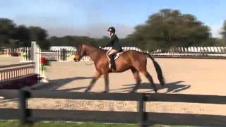 Video of VDL Opportunity Knox ridden by Jennifer Ritucci from ShowNet!