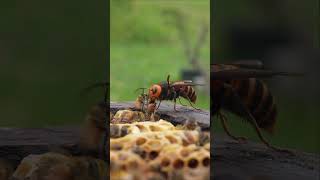 Giant Hornet Attacks Western Honeybee