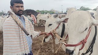 సేద్యపు కోడెల ధరలు!! వర్షం పడి!! మార్కెట్ చాలా బురద ఉంది!!bulls market!!farming bulls!!