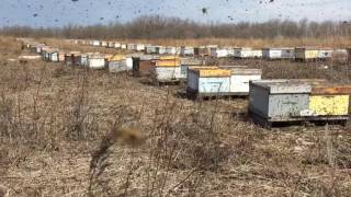 First Spring Flight 2017