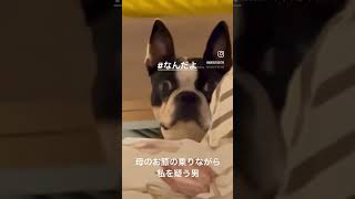 飼い主のことめっちゃ疑う犬 #ボストンテリア #bostonterrier #チワワ #dog #犬のいる暮らし #犬