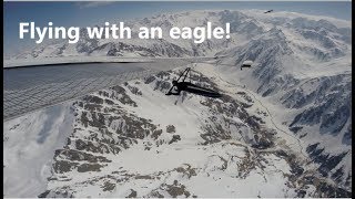 Flying with an eagle, 252 km XC over Swiss Alps | Tony Marty