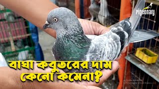 বাঘা কবুতরের দাম কেনো কমেনা? | Pigeonary