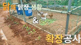 닭들의 닭장생활\u0026확장공사/Chicken Farm Life and Expansion