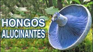 Hongos Increíbles que te dejarán...