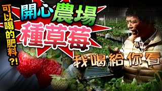 【 ★肥料直接喝給你看?!★開心農場!!來當大湖草莓族!!】草莓園打工開薰吃