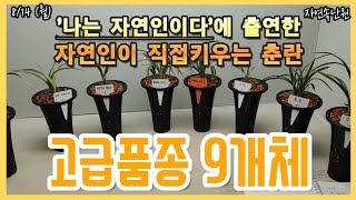 [8월 14일] 서반중투, 산반, 입변.서반사피, 입변환엽.백중투, 황복륜화.명금보, 중투복색.태극선, 서반, 복륜, 장단엽 올려봅니다.