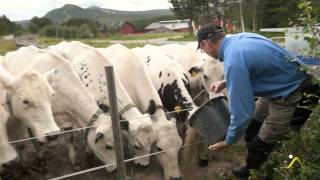 Lokal mat i Destination funäsdalen