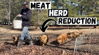 We Cut Our Kunekune Meat Herd In Half!