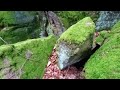 megalithen am battert dolmen steintreppen felsentempel schloß hohenbaden 🪨🏰🌲