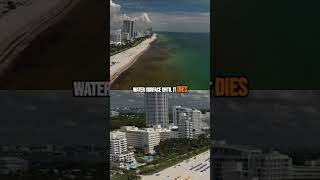 Swimming Through Sargassum In Miami 🌊😩 #miami #beach