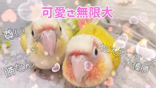 【こんぱまるTV】埼玉店　♯22　可愛さ無限大