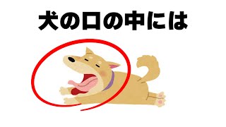 犬の面白い雑学