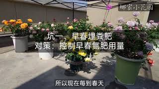 分享我在养月季的路上踩过的十个大坑以及对策（上）