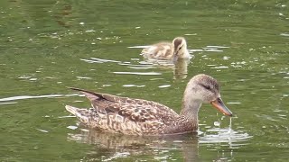 Huge mallard family foraging