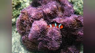 Clownfish in anemone, OKINAWA