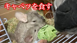 ［チンチラ］初めて、キャベツを食べる生後４週間弱の歩ちゃん