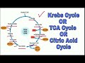 Trick to learn kreb cycle in 3 mins🙌#trending#biology@MK Biology