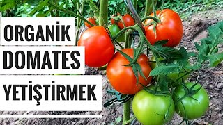 Tam Organik Domates 🍅( Hobi Bahçesi Domates Yetiştiriciliği )