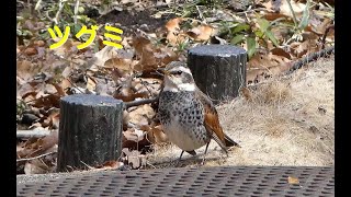 [4K]ツグミ／ＨＴ公園のサンクチュアリ