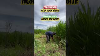 Tips ternak anti minus alias rugi, kudu kuat ngirit dan cari pakan gratisan #peternakmuda #ngarit