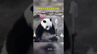 大熊猫萌萌与“水管”较劲名场面，实在是可笑又可爱