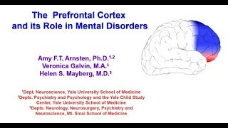 The Prefrontal Cortex and its Role in Mental Disorders