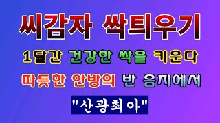 [텃밭농부 1,773]  씨감자 싹 틔우기. 건강하고 새파란 싹을 틔워야한다! #감자재배