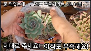 물 먹었는데도  쪼글거리는 이유 ~~ 부족한 관수량 때문에! 다시 야무지게 물 먹임!