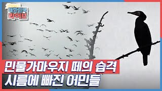 가마우지 떼의 습격, 시름에 빠진 어민들 KBS 210714 방송