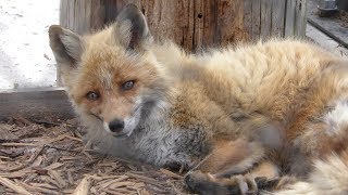 キタキツネ (旭山動物園) 2019年6月20日