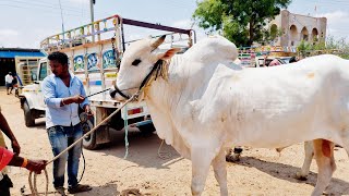 పెబ్బేరు సంతలో పెద్ద సైజు గిత్త పలికిన రేటు-pebbair cattle market-pebbair market-pebbair santha-ox