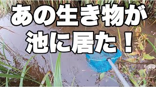 【生物観察】渓流魚の居る池をガサガサしたらあの生き物が居た・・・山女魚、岩魚の捕食シーン