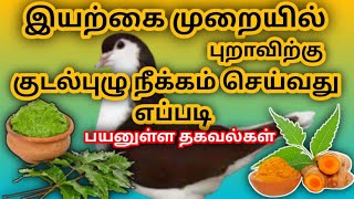 புறாவிற்கு குடல்புழு நீக்கம் செய்வது எப்படி.? / How to do Pigeon deworming in natural medicine