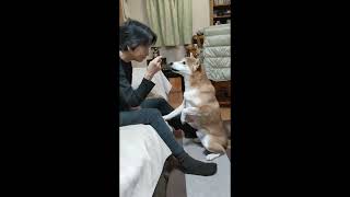 ≪柴犬マルちゃん≫　待て！　お母様からおやつをもらう　【Long version!】　とっていいのかな？　ヤッター！　Shiba-Dog　Wait！