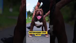 German Shepherd Vs Pit Bull