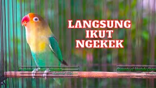 Lovebird Gacor Full Ngetik Memanggil Musuh Bikin Semua Lovebird Nyaut Seketika Ngekek