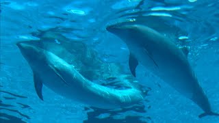 バンドウイルカ　ぷかぷか浮かぶように泳ぐ　【名古屋港水族館】Bottlenose Dolphin Port of Nagoya Public Aquarium