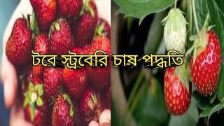 ছাদ বা ব্যালকনির টবে স্ট্রবেরি চাষ পদ্ধতি।খুব সহজেই স্ট্রবেরি চাষ করতে পারবেন জানতে হলে ভিডিও দেখুন।