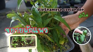 ขยายผักแพว หรือผักไผ่ | Planting Vietnamese coriander (ENG SUB)