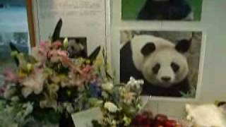 Table flowers for mourning of Meimei　梅梅の献花台