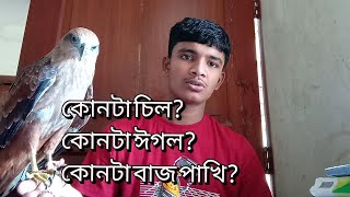 চিল, ঈগল, বাজ পাখির মধ্যে পার্থক্য কি।?চিল ঈগল বাজ কিভাবে চিনবেন?#pets #falcon #animals