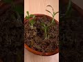 summary of tips to propagate orchids with aloe not everyone knows