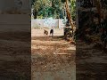 എന്നും ഇവിടെ വായിനോക്കി നിൽപ്പു തന്നെയാണ് doglover funny shors shortfeed