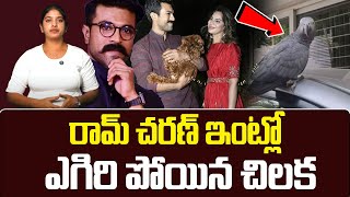 రామ్ చరణ్ ఇంట్లో ఎగిరి పోయినా చిలక  | Ram charan African pet Missing  | TV24 Studio