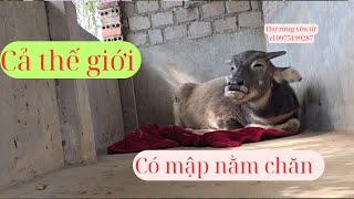 Cả Thế Giới Có Mập Mằm Chăn,Vì Mập Thông Minh Nên Mập Được Số Hưởng |Thợ Rừng Yên Tử