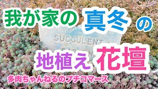 【多肉植物】真冬の我が家の地植え花壇❗️雪や霜にも耐えてます‼️